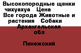 Высокопородные щенки чихуахуа › Цена ­ 25 000 - Все города Животные и растения » Собаки   . Архангельская обл.,Пинежский 